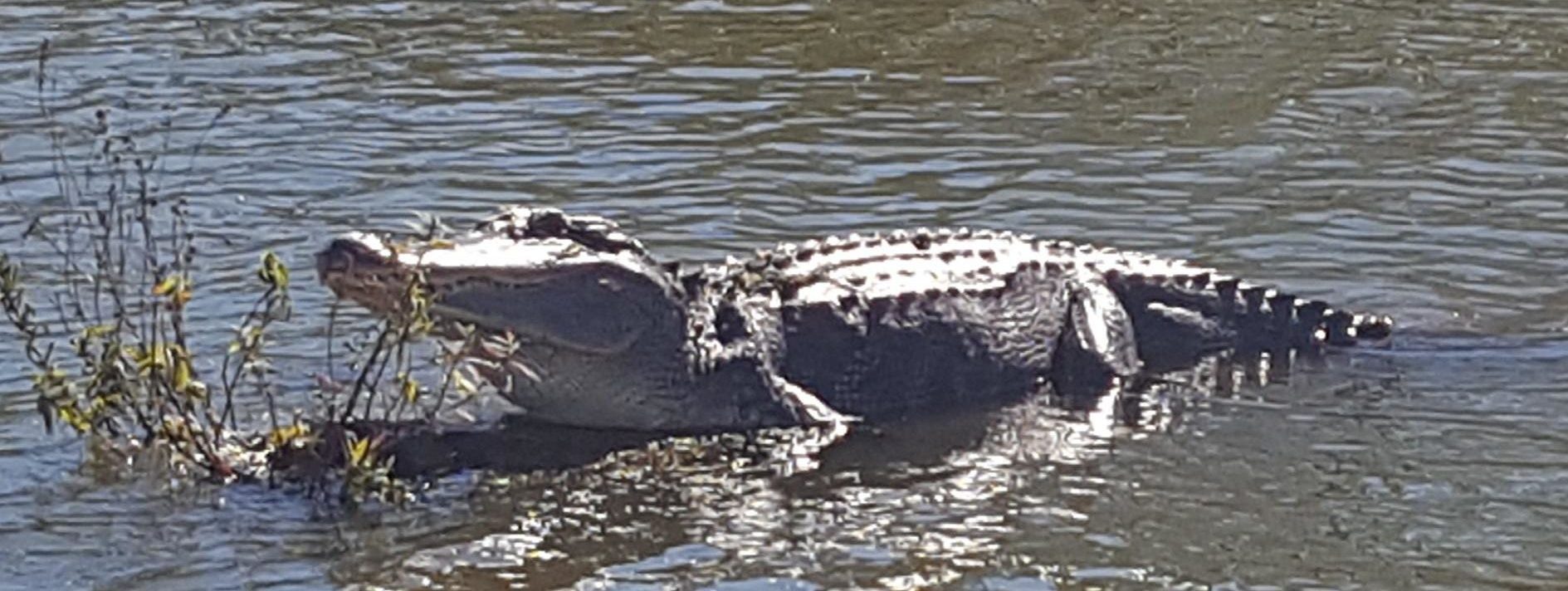 A boat moving through the Louisiana swamp